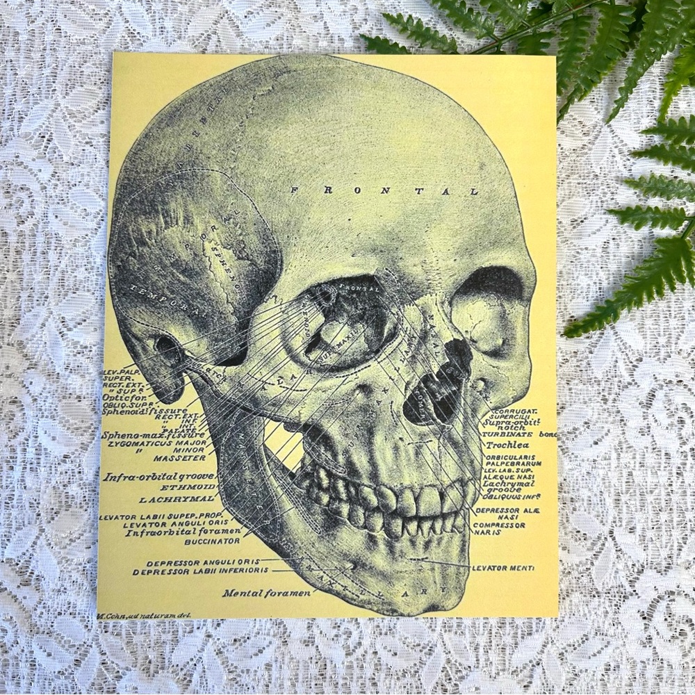 Vintage Skull Diagram Cardstock Reprint 8x10